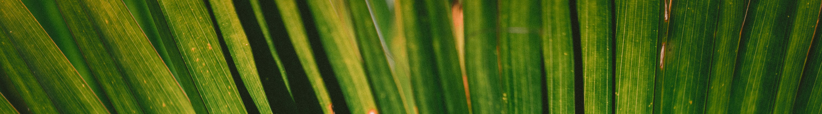 Banner image at the top of the page